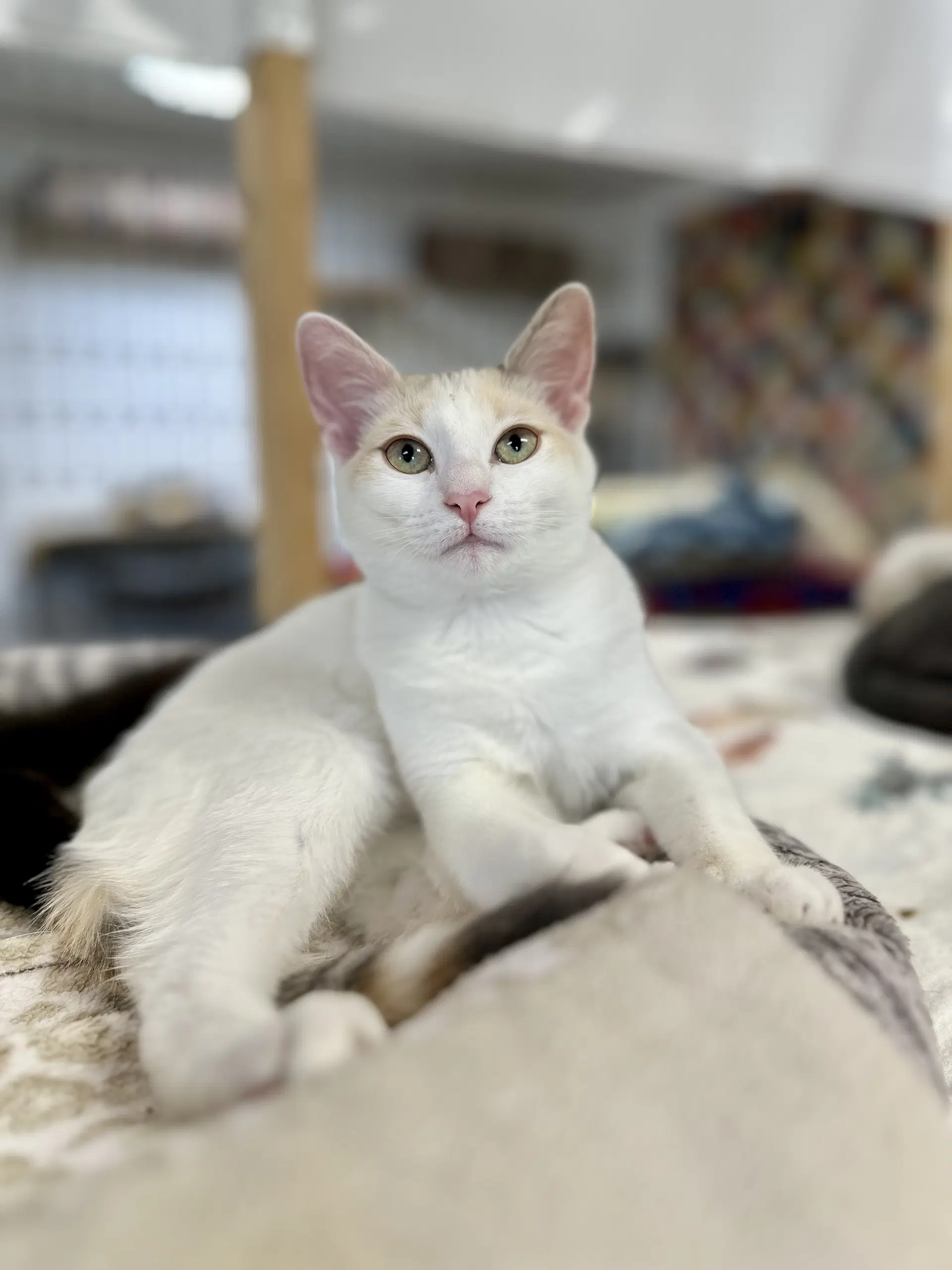 Finch - Turkish Van