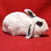 adoptable Rabbit in  named Eleanor