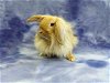 adoptable Rabbit in antioch, CA named King