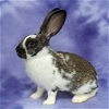 adoptable Rabbit in antioch, CA named Snickerdoodle