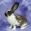 adoptable Rabbit in Antioch, CA named Snickerdoodle