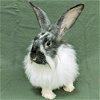 adoptable Rabbit in antioch, CA named Patches