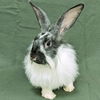 adoptable Rabbit in  named Patches