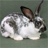 adoptable Rabbit in antioch, CA named Oreo