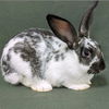 adoptable Rabbit in Antioch, CA named Oreo