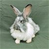 adoptable Rabbit in antioch, CA named Mouse