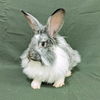 adoptable Rabbit in Antioch, CA named Mouse