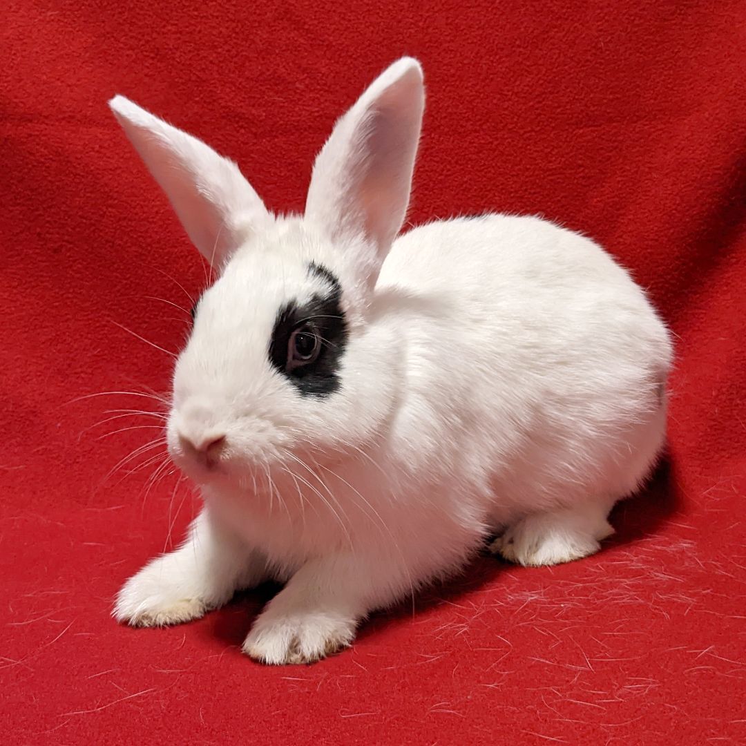 adoptable Rabbit in Antioch, CA named Cassie