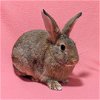 adoptable Rabbit in  named Linda