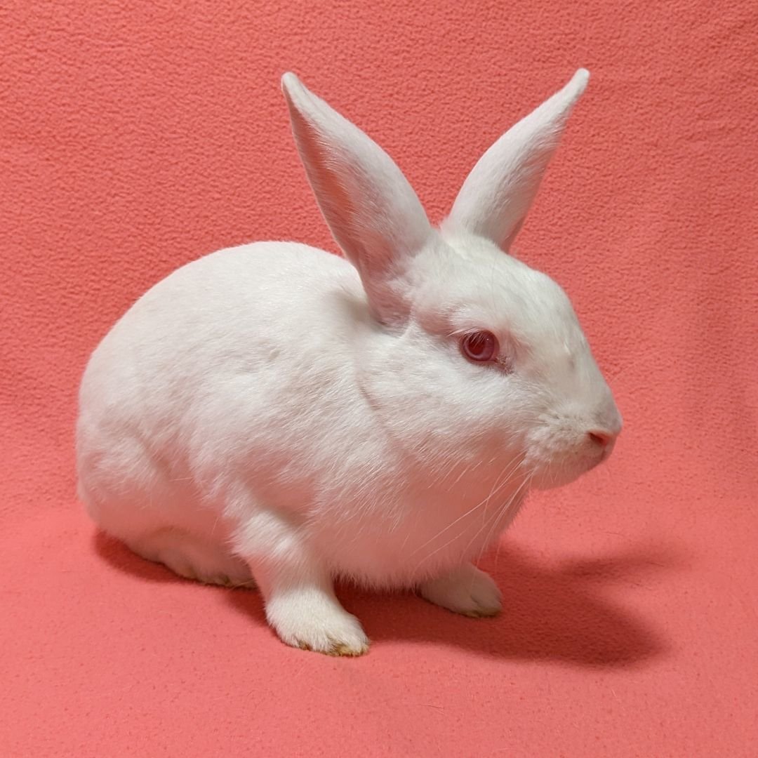 adoptable Rabbit in Antioch, CA named Mary L