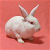 adoptable Rabbit in antioch, CA named Mary L