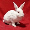 adoptable Rabbit in  named Renee