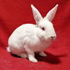 adoptable Rabbit in Antioch, CA named Renee