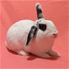 adoptable Rabbit in antioch, CA named Louisa