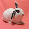 adoptable Rabbit in Antioch, CA named Louisa