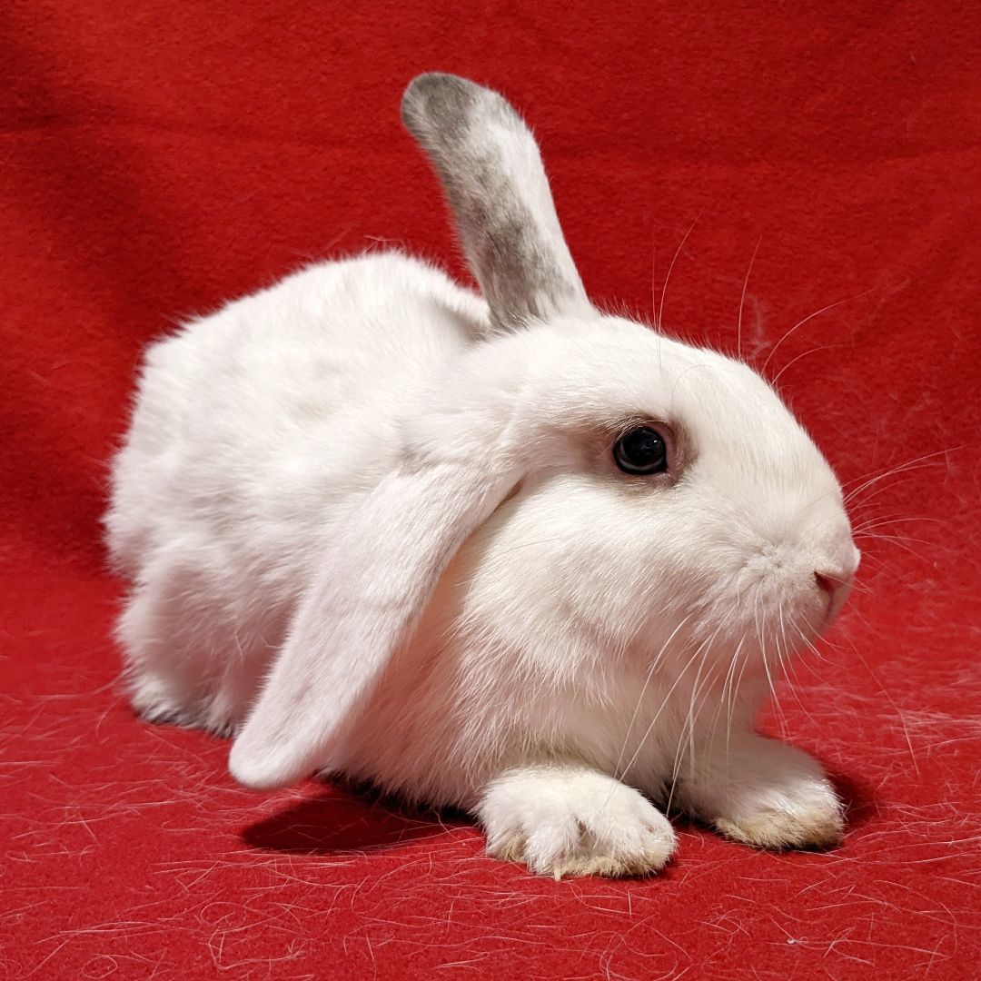 adoptable Rabbit in Antioch, CA named Rusty