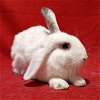 adoptable Rabbit in antioch, CA named Rusty