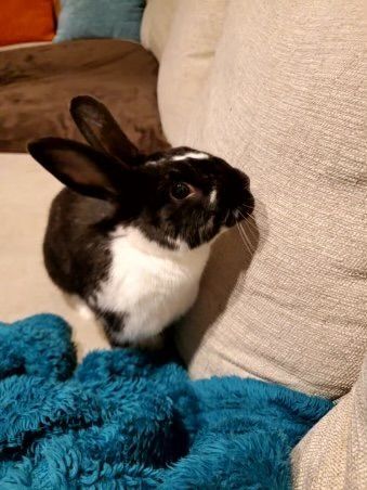 adoptable Rabbit in Antioch, CA named Charlie Kale