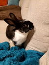 adoptable Rabbit in  named Charlie Kale