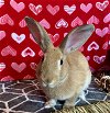 adoptable Rabbit in  named Clover