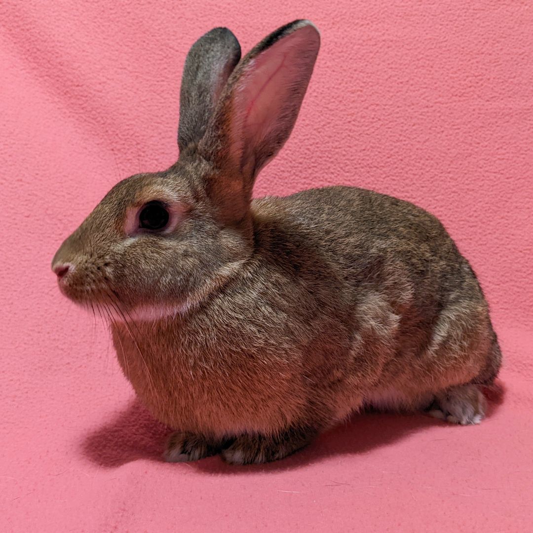 adoptable Rabbit in Antioch, CA named Laura