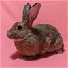 adoptable Rabbit in antioch, CA named Laura