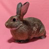 adoptable Rabbit in Antioch, CA named Laura