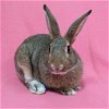 adoptable Rabbit in antioch, CA named Lydia