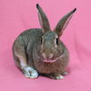 adoptable Rabbit in Antioch, CA named Lydia