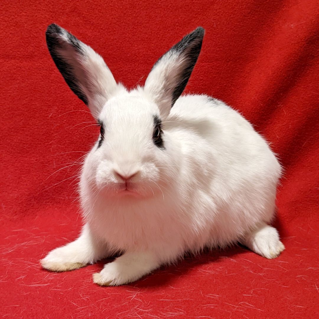 adoptable Rabbit in Antioch, CA named Dandelion