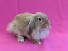 adoptable Rabbit in  named Duchess