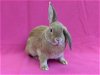adoptable Rabbit in antioch, CA named Melody