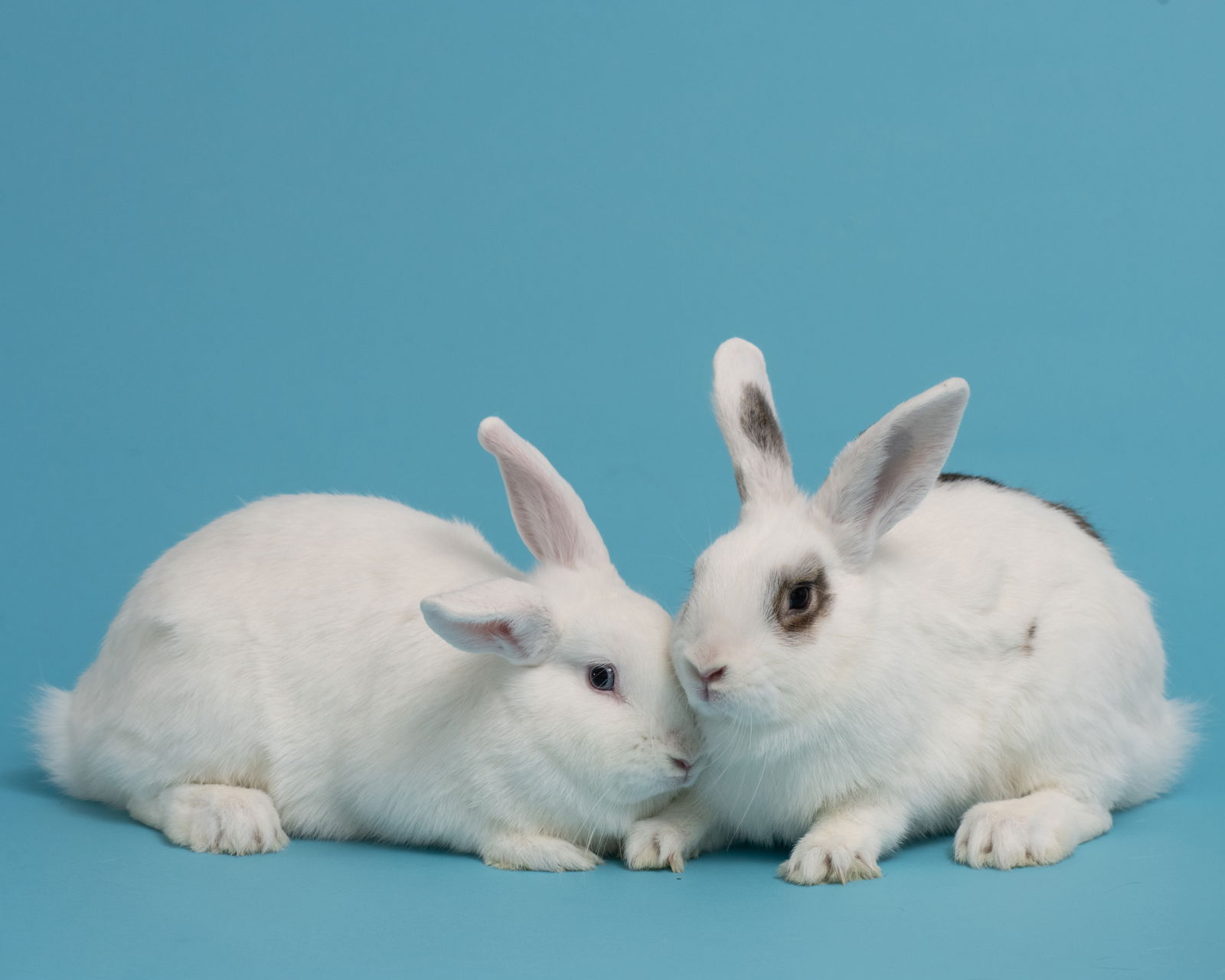 adoptable Rabbit in Antioch, CA named Scarlet