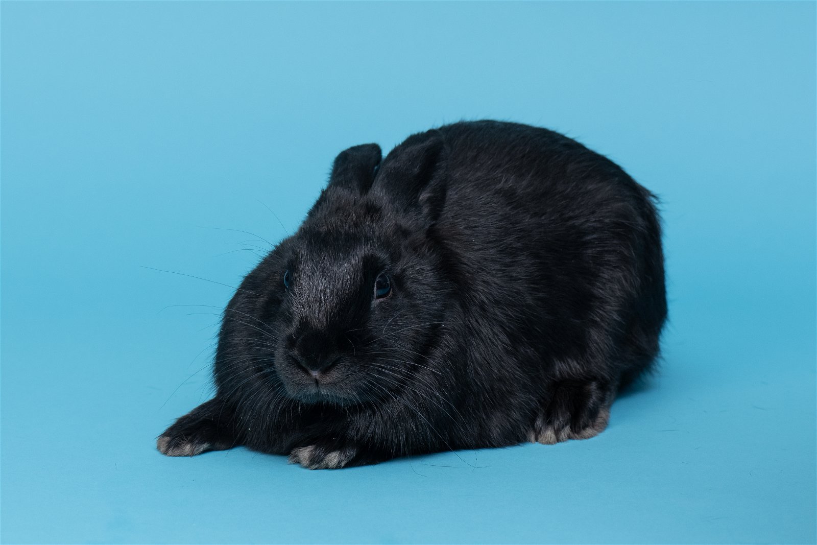 adoptable Rabbit in Antioch, CA named Rose