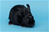 adoptable Rabbit in antioch, CA named Ruby