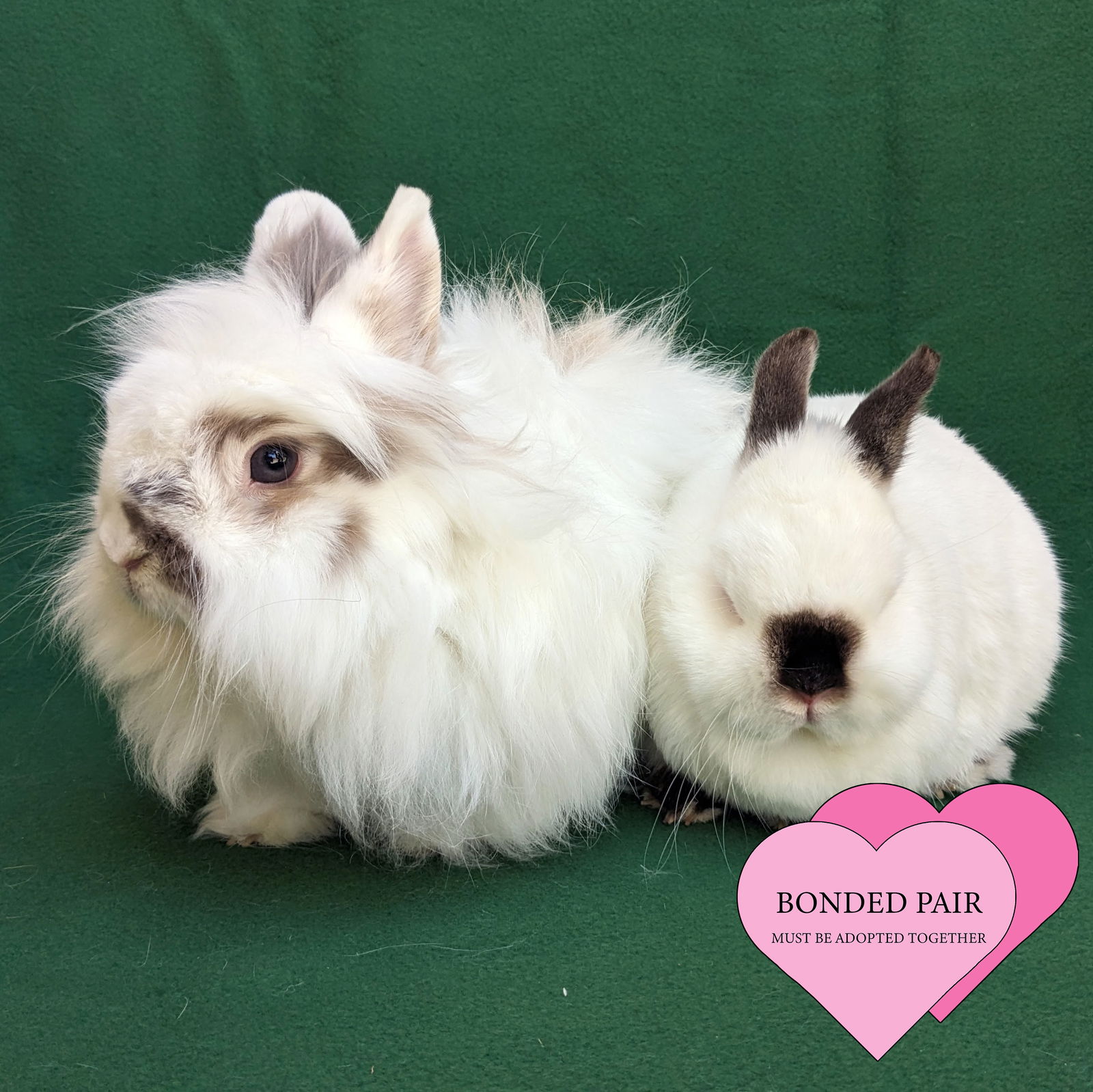 adoptable Rabbit in Antioch, CA named Henry