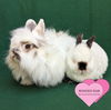 adoptable Rabbit in  named Henry