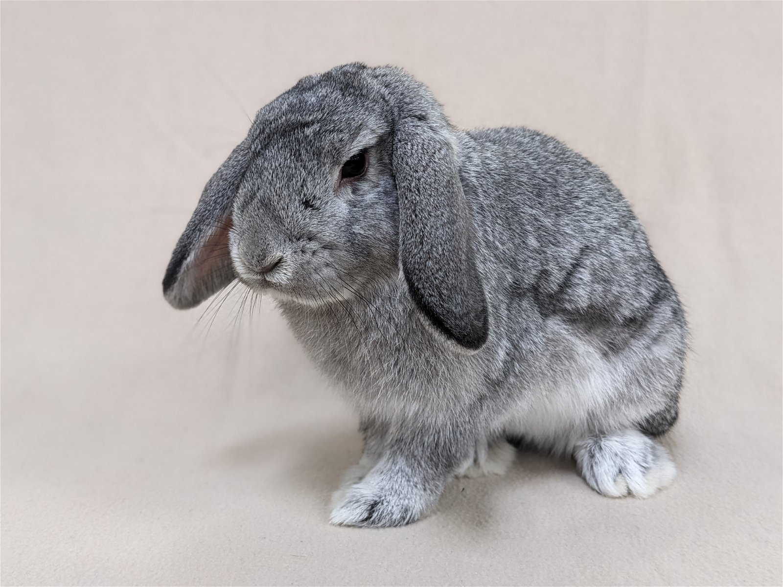 adoptable Rabbit in Antioch, CA named Abelard