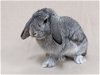 adoptable Rabbit in  named Abelard