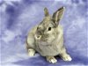 adoptable Rabbit in antioch, CA named Grisham