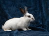 adoptable Rabbit in Antioch, CA named Dandy