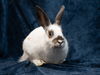 adoptable Rabbit in  named Daniel