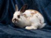 adoptable Rabbit in antioch, CA named Luigi