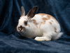 adoptable Rabbit in  named Luigi