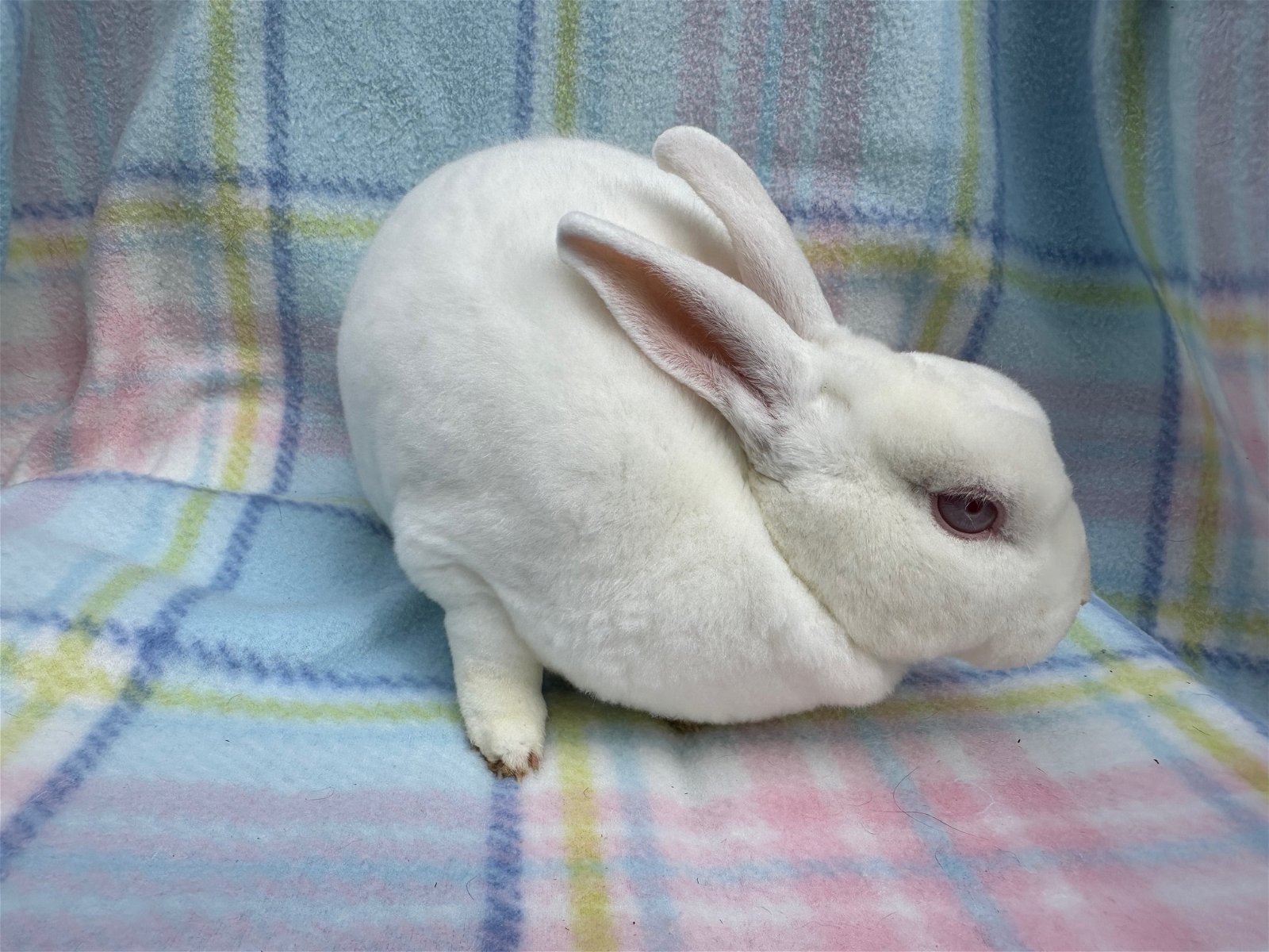 adoptable Rabbit in Antioch, CA named Beatrix