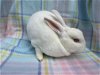 adoptable Rabbit in  named Beatrix