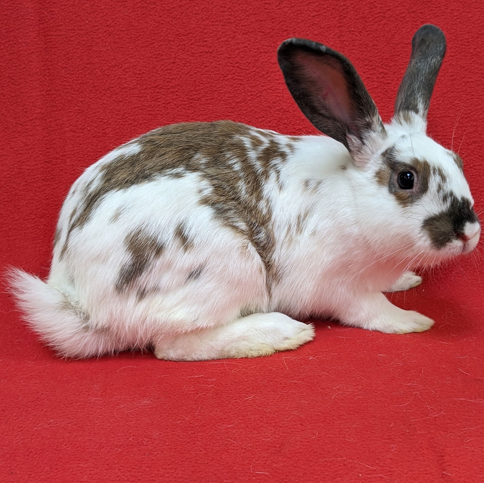 adoptable Rabbit in Antioch, CA named Sonic