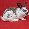 adoptable Rabbit in antioch, CA named Sonic