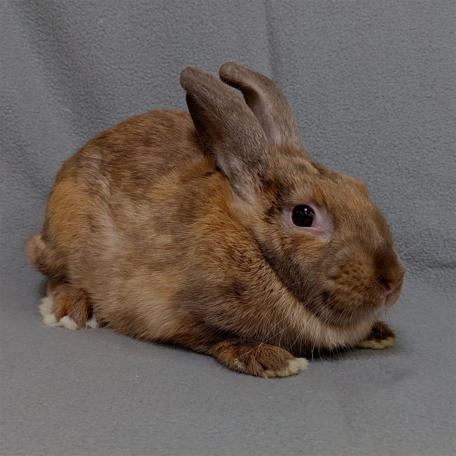adoptable Rabbit in Antioch, CA named Sandrine