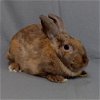 adoptable Rabbit in antioch, CA named Sandrine